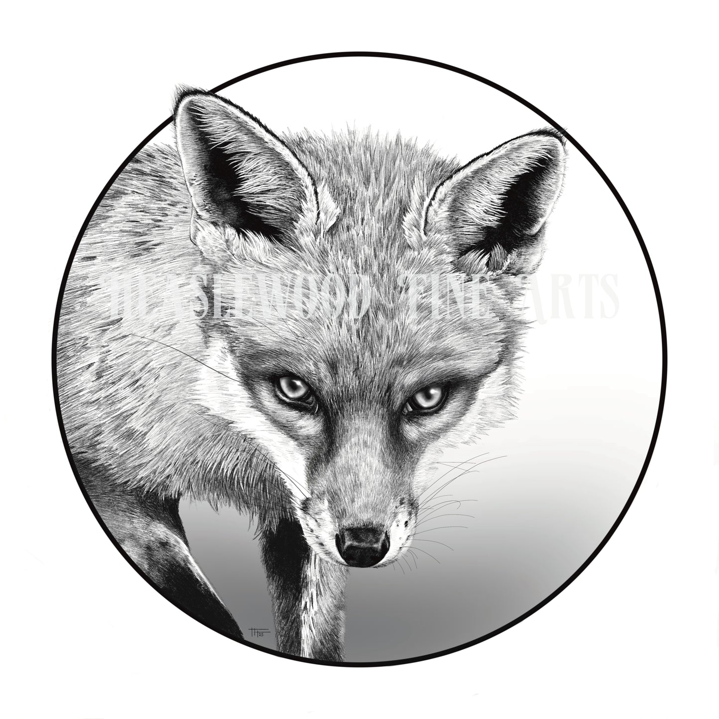 Curious Fox