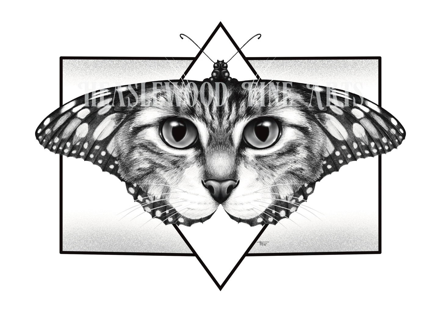 Tabby Fly