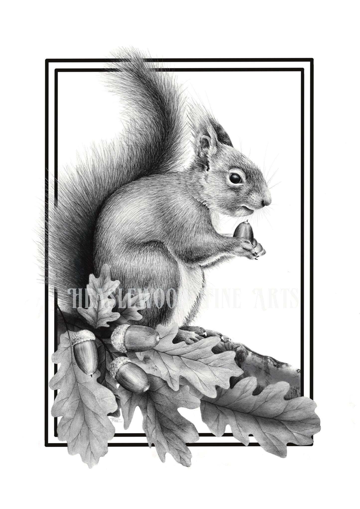 Red Squirrel