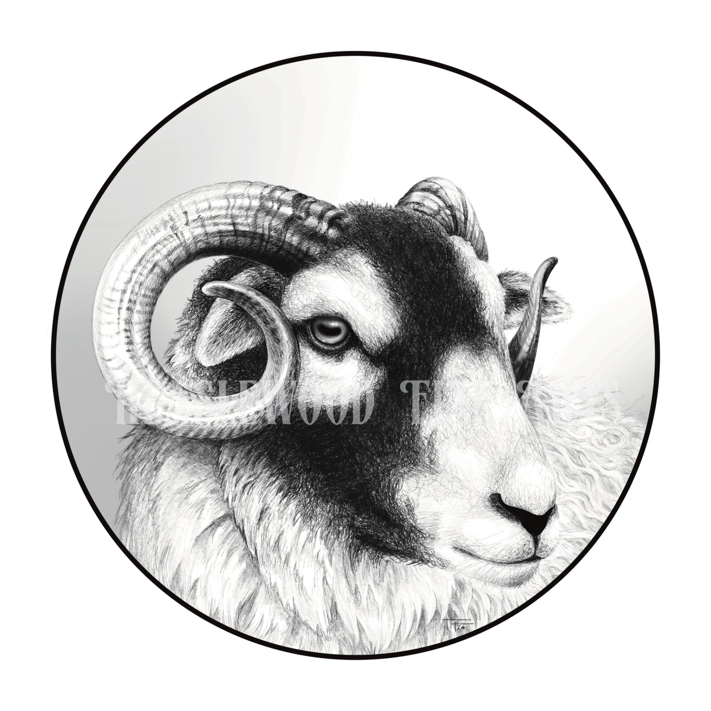 Swaledale Ram