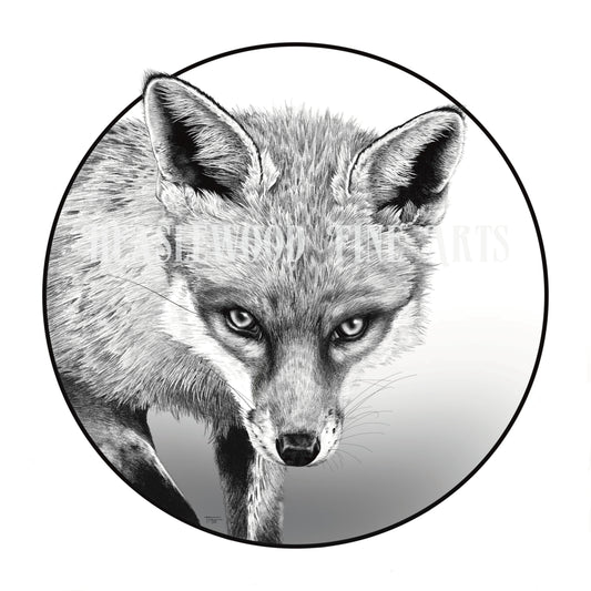 Curious Fox